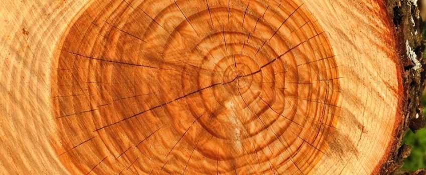camiones con gruas forestales