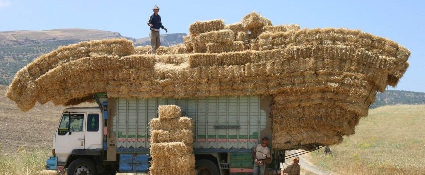 coste de multa por exceso de dimensiones